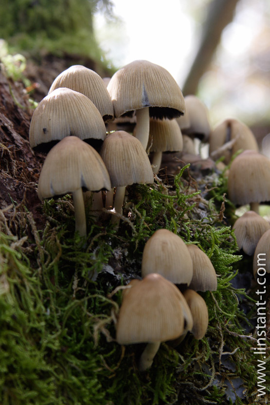 Photo n°: Champignon-002-jpg