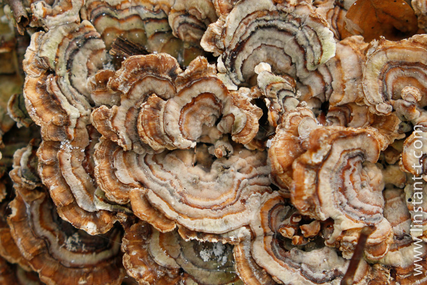 Photo n°: Champignon-008-jpg