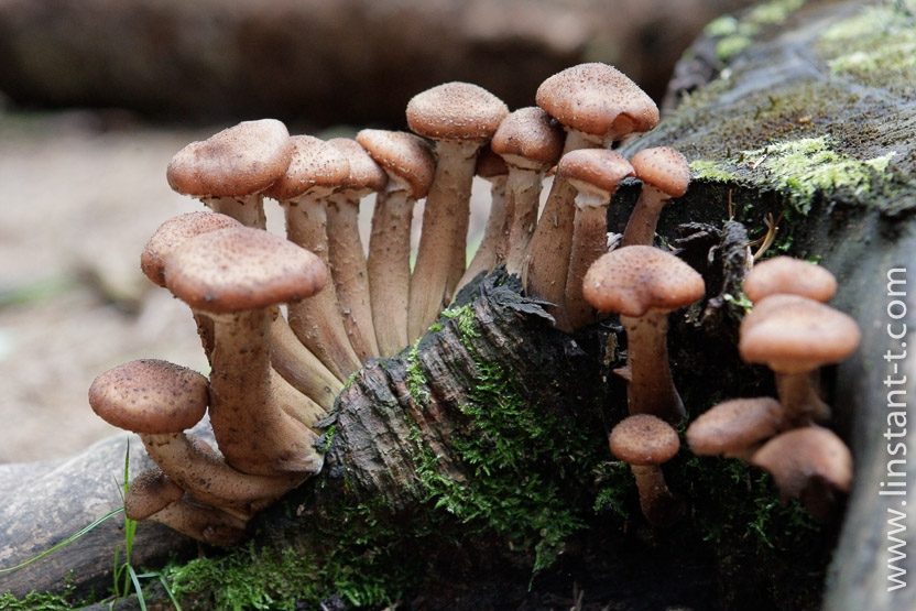 Photo n°: Champignons-021-jpg