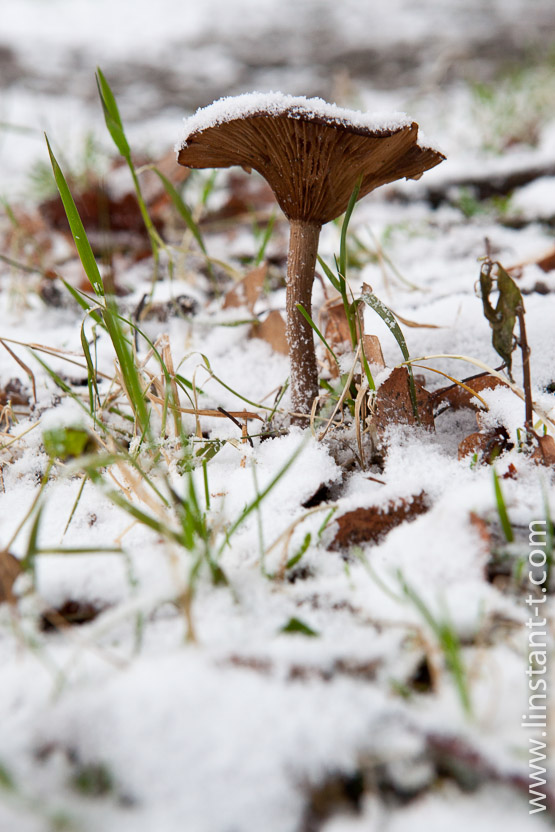 Photo n°: Champignons-026-jpg