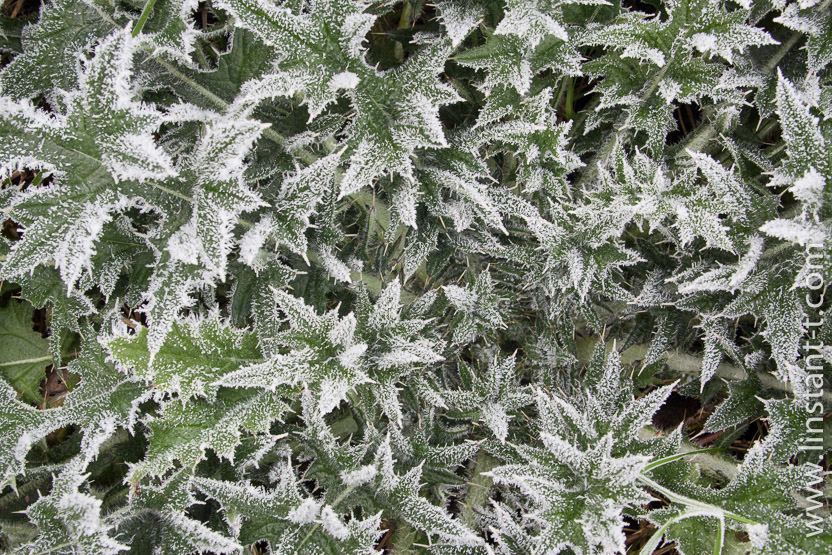 Photo n°: Chardon-006-jpg