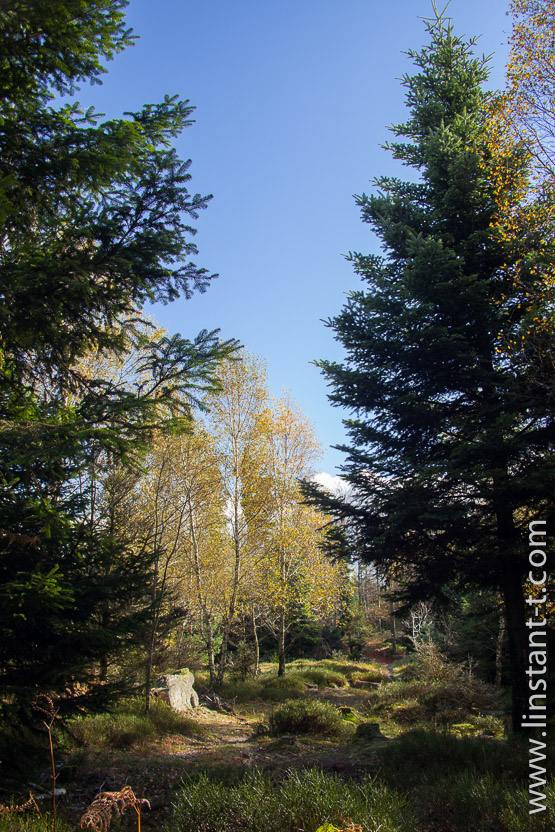 Photo n°: Dabo-117-jpg