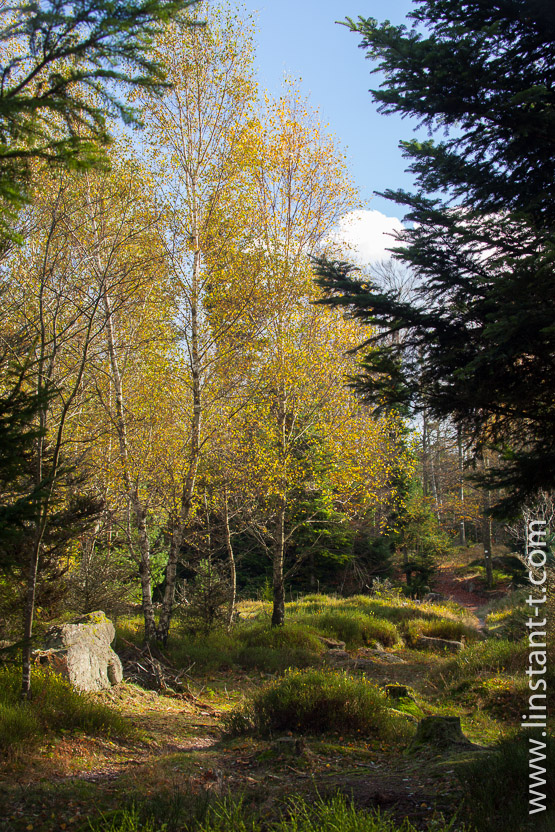 Photo n°: Dabo-118-jpg