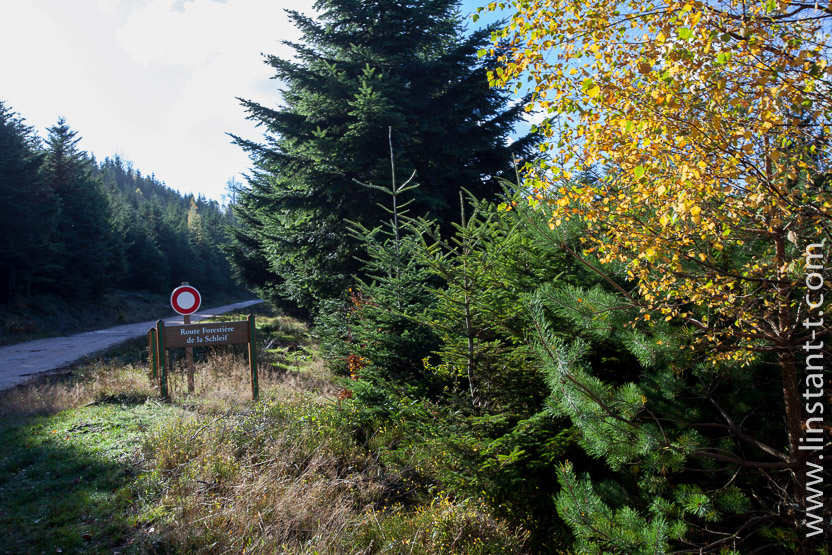 Photo n°: Dabo-131-jpg
