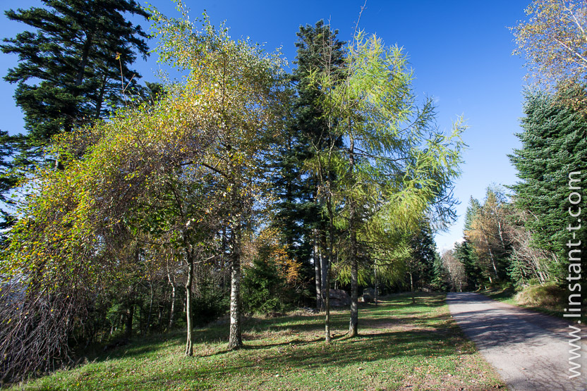 Photo n°: Dabo-144-jpg