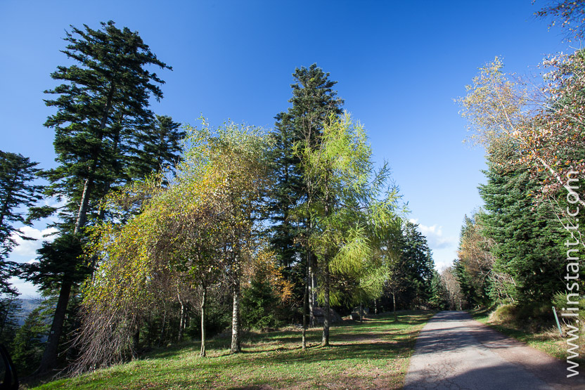Photo n°: Dabo-145-jpg