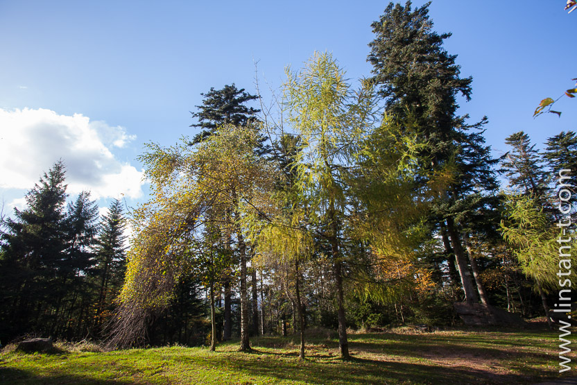 Photo n°: Dabo-146-jpg