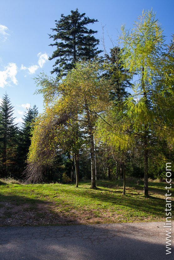 Photo n°: Dabo-147-jpg