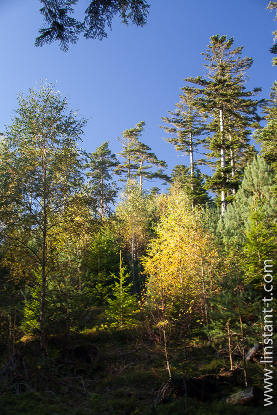 Photo n°: Dabo-163-jpg