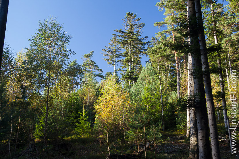 Photo n°: Dabo-164-jpg