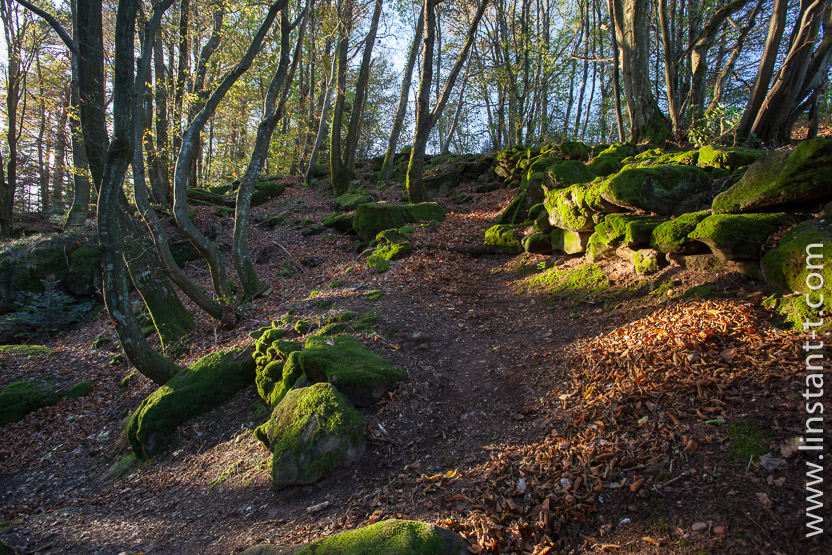 Photo n°: Dabo-175-jpg
