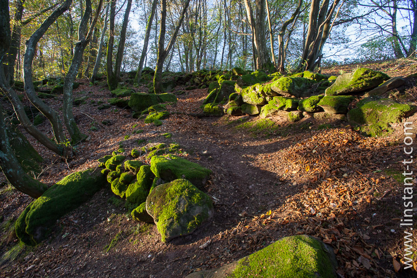 Photo n°: Dabo-176-jpg
