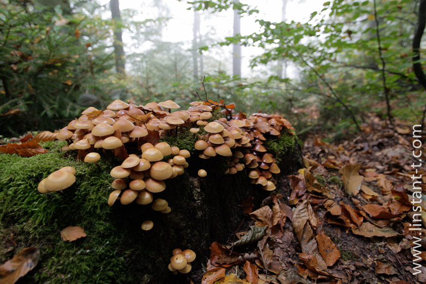 Photo n°: Dryophile-02-jpg