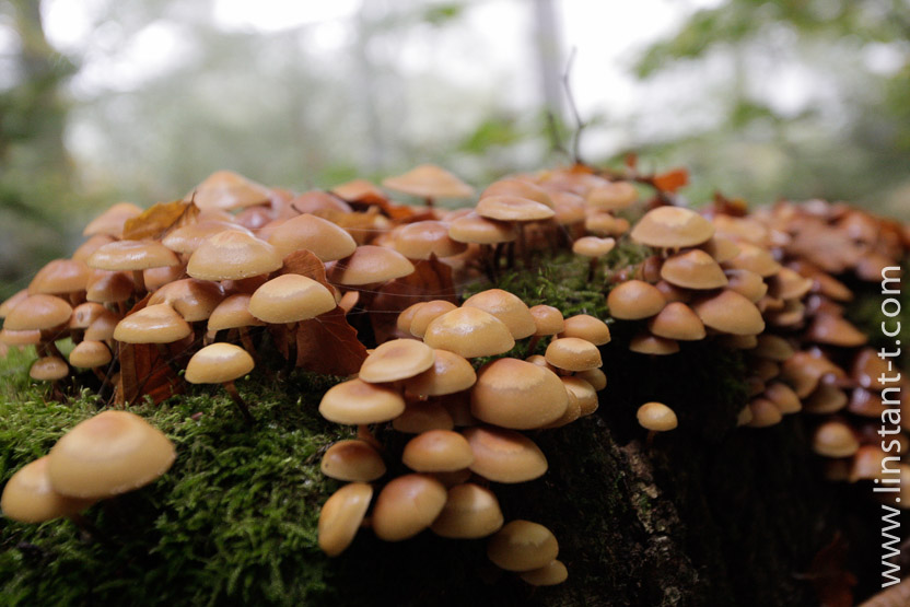 Photo n°: Dryophile-03-jpg