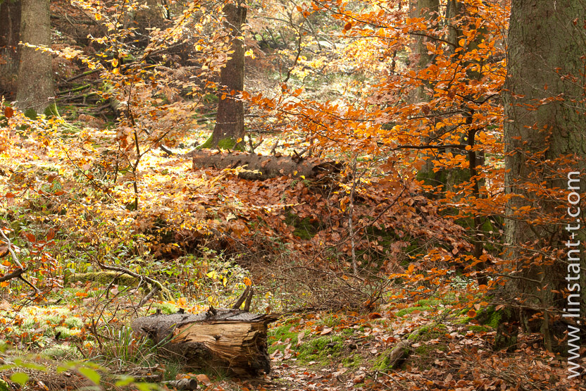 Photo n°: Forêt-114-jpg
