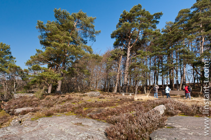 Photo n°: Forêt-119-jpg