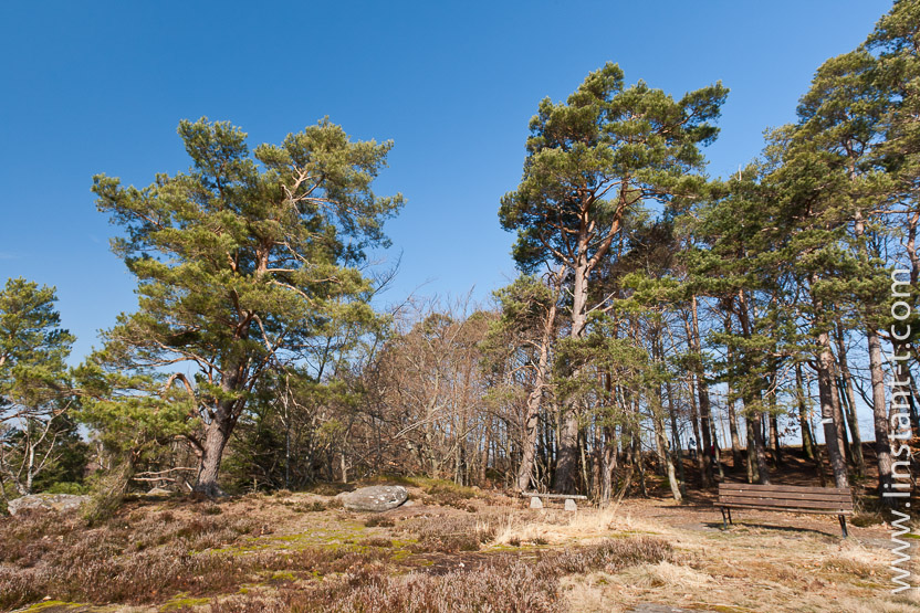 Photo n°: Forêt-120-jpg