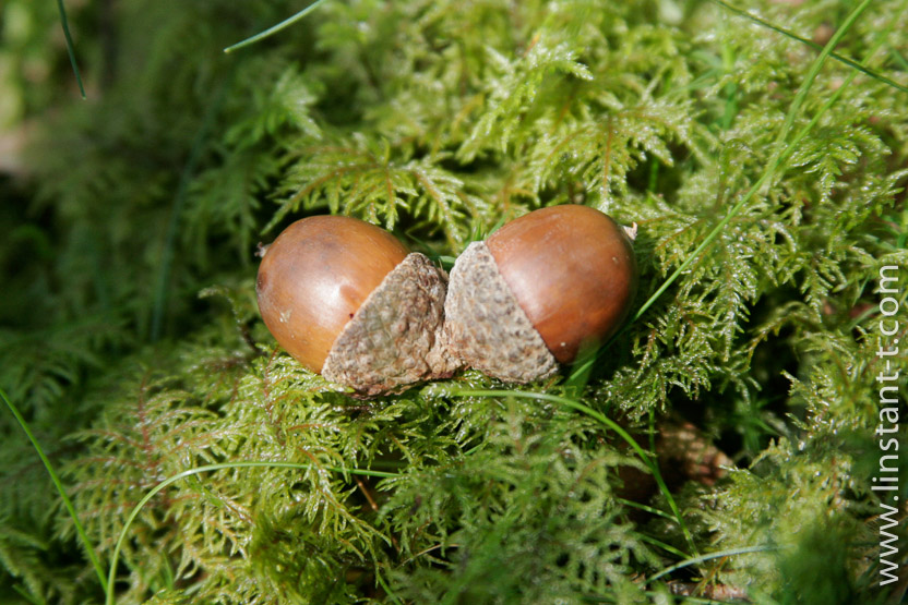 Photo n°: Glands-02-jpg