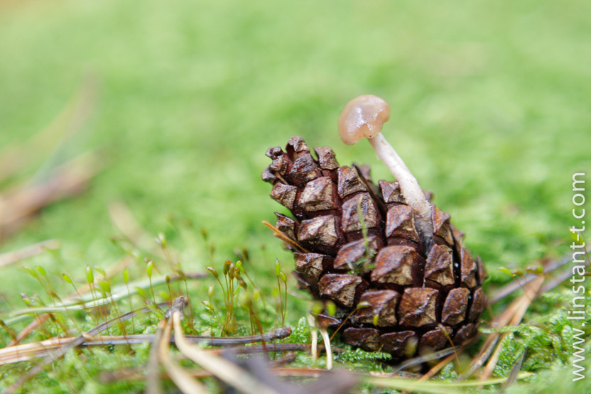 Photo n°: Gymnophile-01-jpg