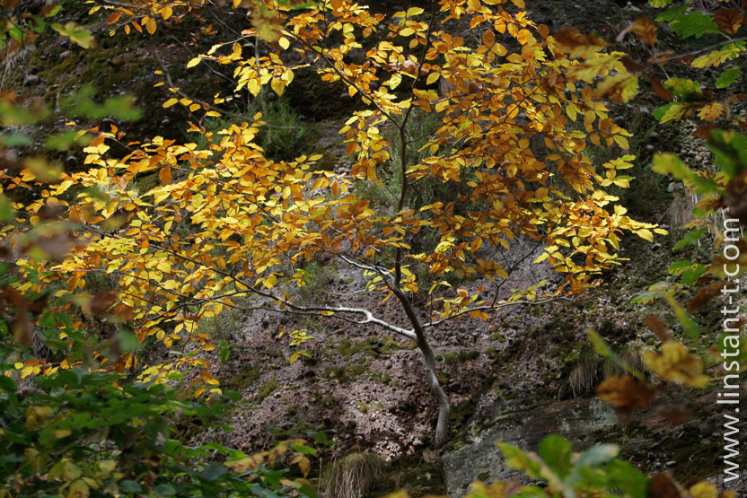 Photo n°: Hêtre-013-jpg