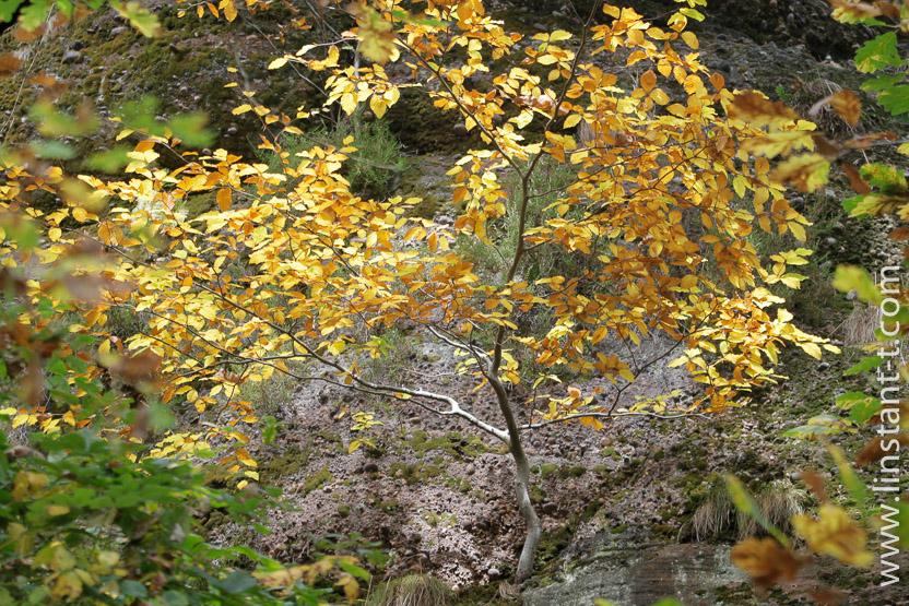 Photo n°: Hêtre-014-jpg