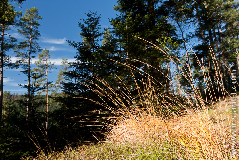 Photo n°: Herbes-004-jpg