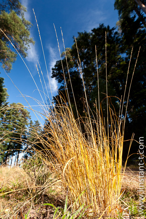 Photo n°: Herbes-006-jpg