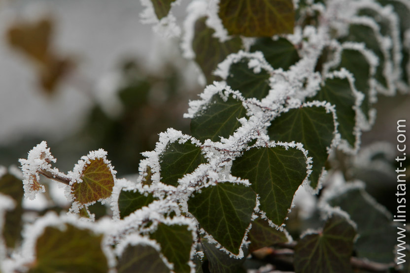 Photo n°: Lierre-03-jpg