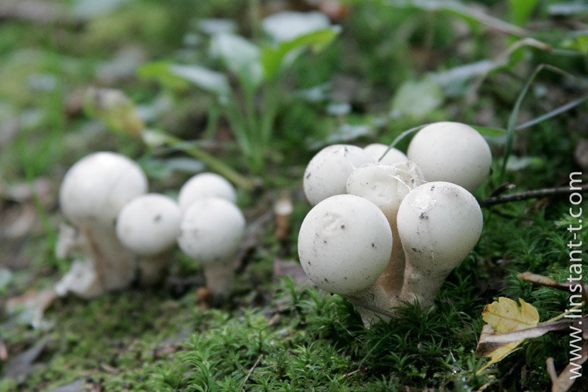 Photo n°: Lycoperdon-01-jpg