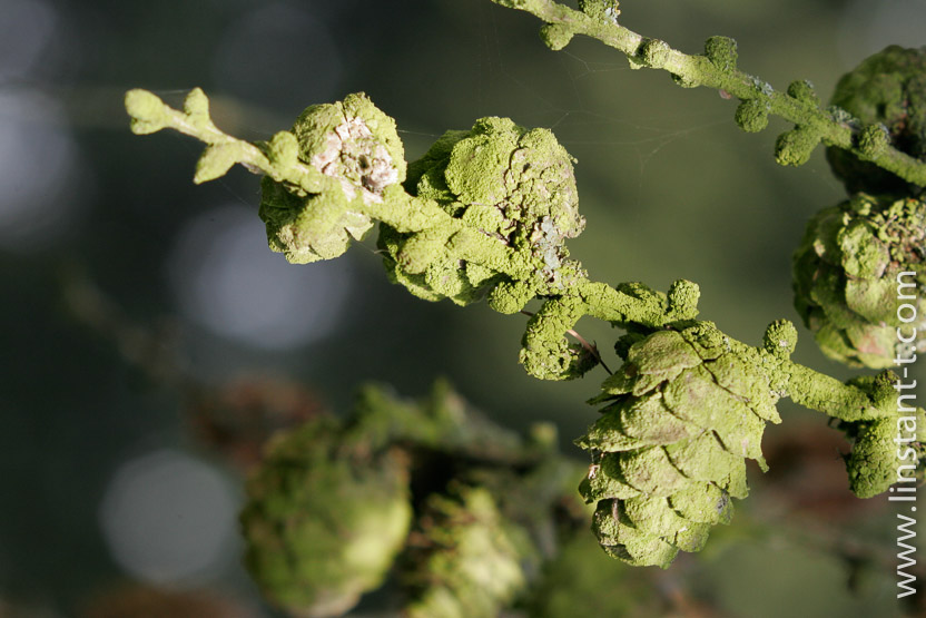 Photo n°: Mélèze-010-jpg
