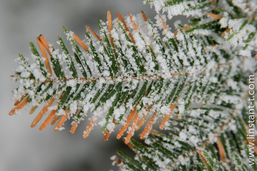 Photo n°: Sapin-004-jpg